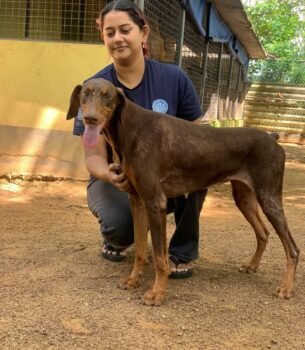 Full vaccination package for one rescue