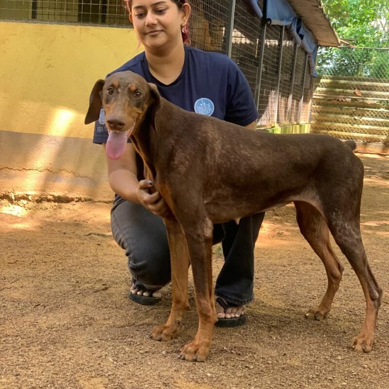 Full vaccination package for one rescue