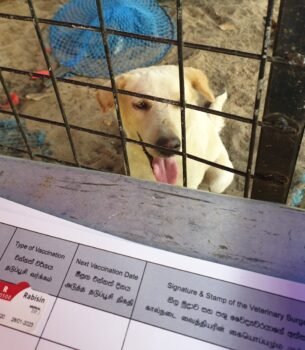 Rabies vaccine for one rescue