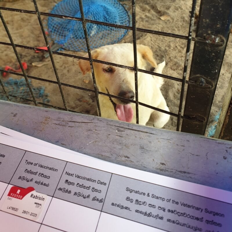 Rabies vaccine for one rescue