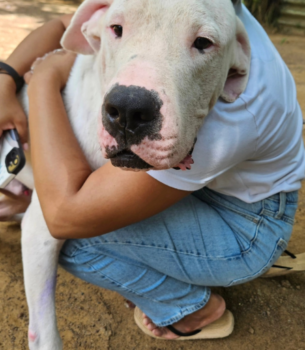 Feed a rescue for a week